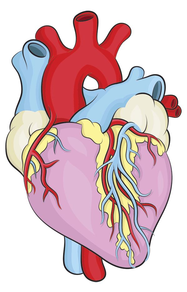 600x938 Best Human Heart Drawing Ideas Human Heart