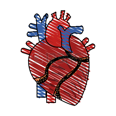 450x450 Flat Line Uncolored Anatomical Heart Over White Background Vector