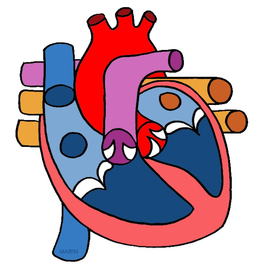 1024x1063 Heart Clipart Anatomic