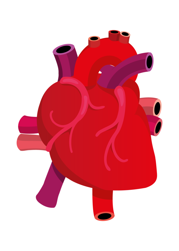 600x840 Human Heart Clipart Png