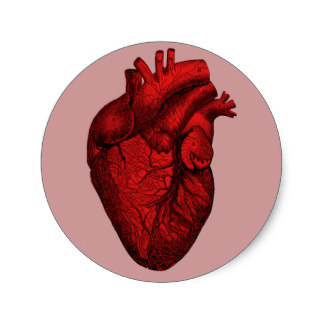 324x324 Anatomical Heart Gifts On Zazzle