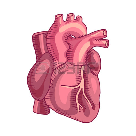 450x450 Anatomical Heart Isolated. Muscular Organ In Humans And Animals