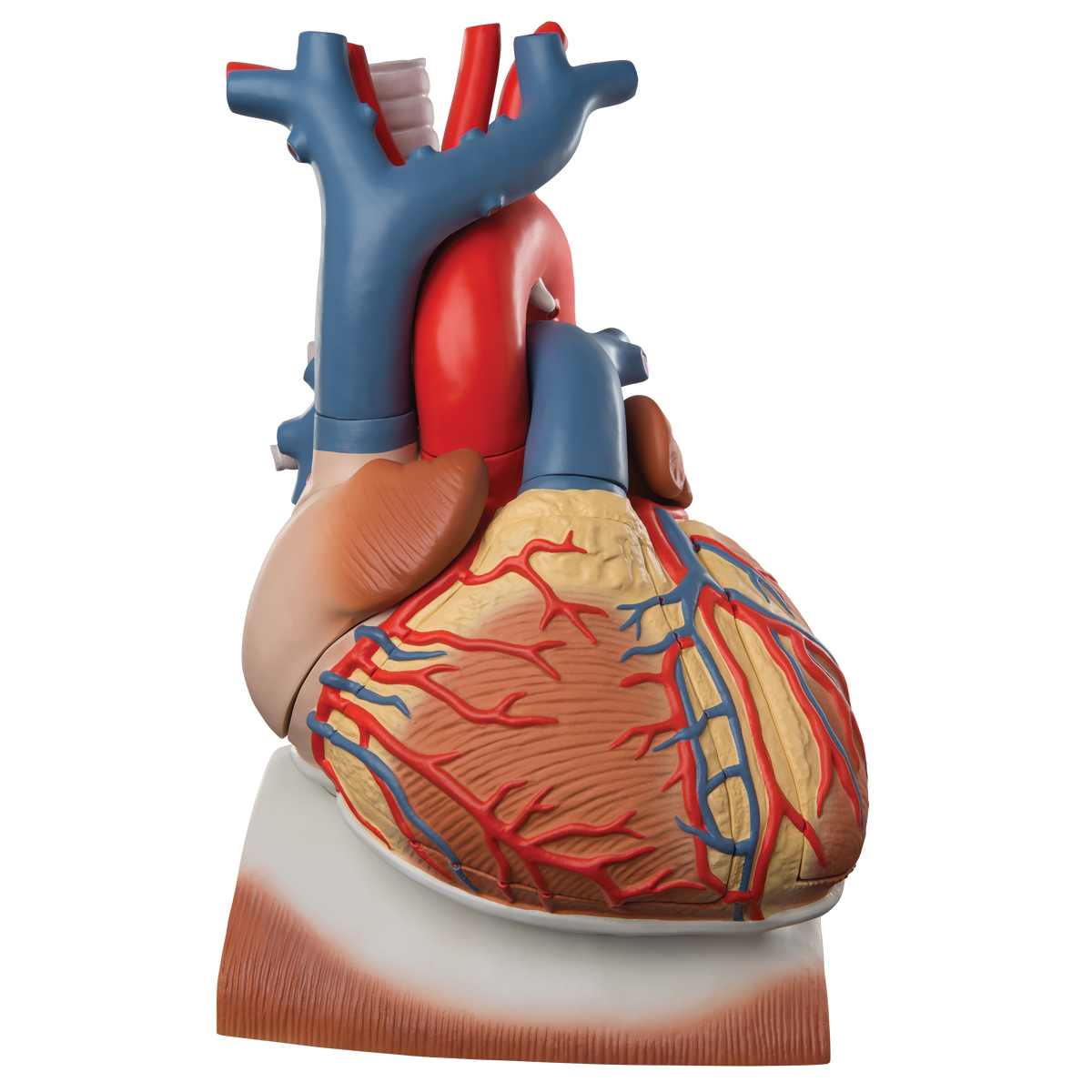 1200x1200 Anatomical Heart Model