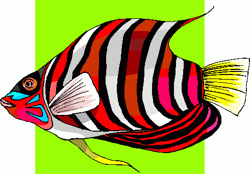 490x341 Angelfish Clipart Realistic Fish