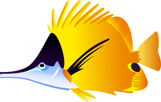556x354 Image Of Angelfish Clipart