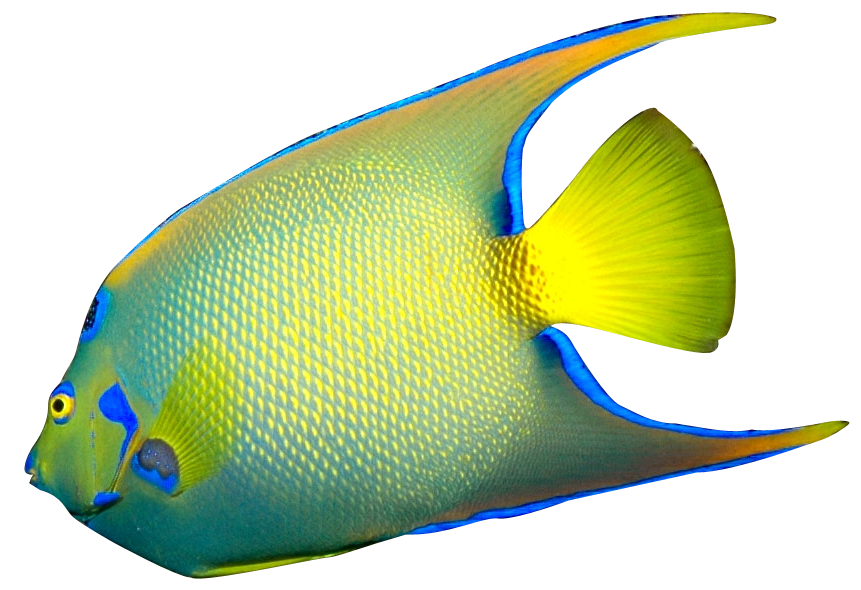 861x590 Queen Angelfish Clipart Panda