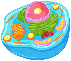 Animal Cell Clipart | Free download on ClipArtMag