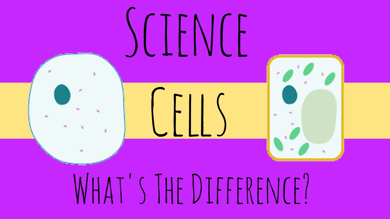 1280x720 Animal And Plant Cells