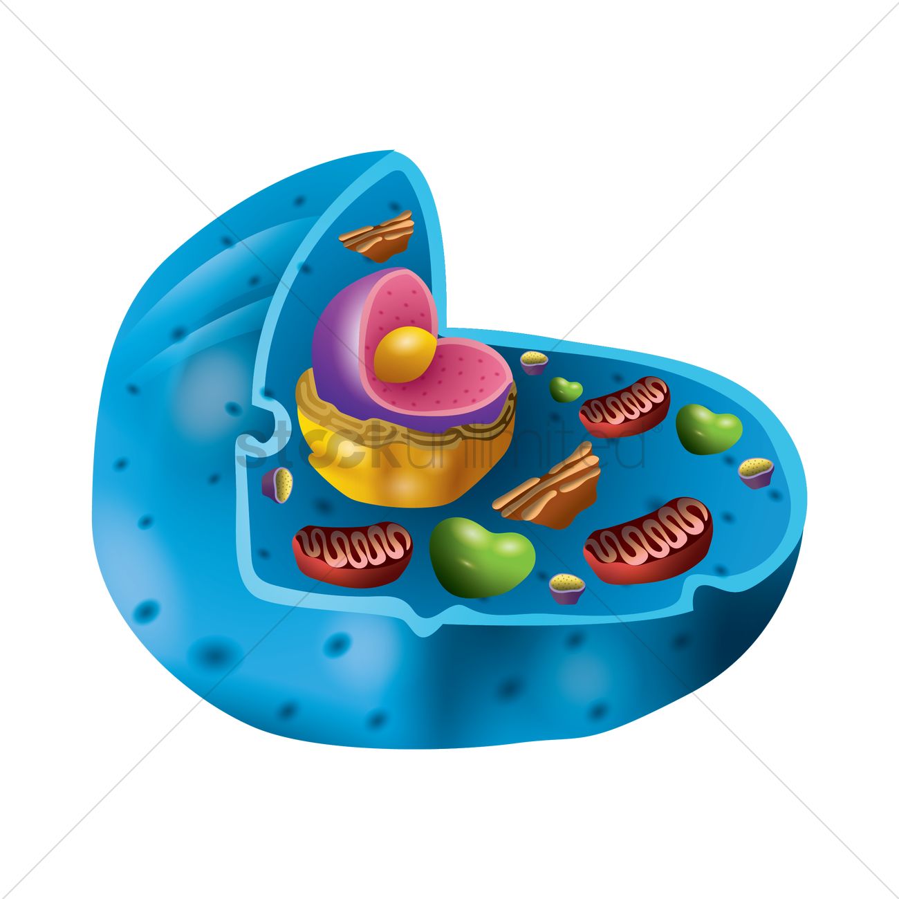 Animal Cell Cliparts | Free download on ClipArtMag