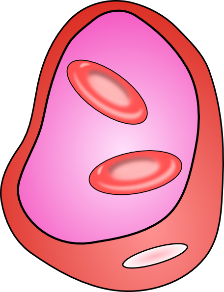 456x595 Erythrocyte Red Blood Cell Clip Art