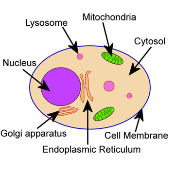 360x360 Introduction To Cell Biology