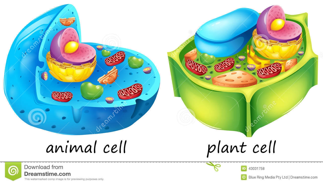 1300x741 Plant And Animal Cell Clipart