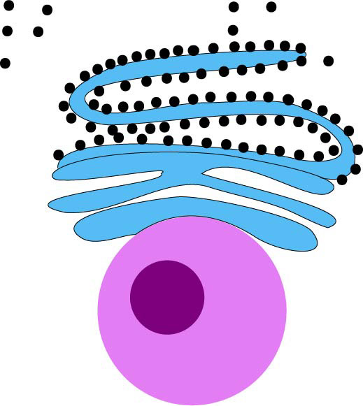 519x581 Ribosomes Plant Cell Clip Art Cliparts