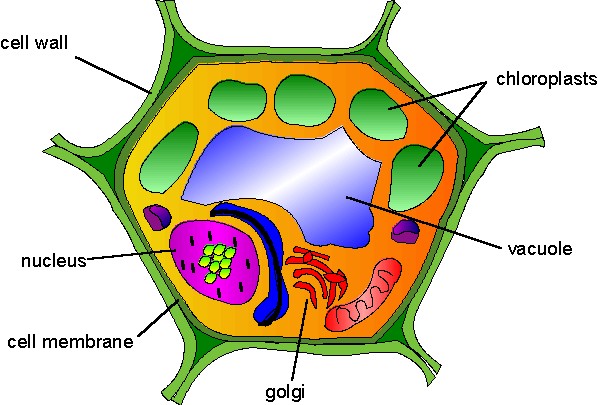 598x405 Top 95 Plant Cell Clip Art