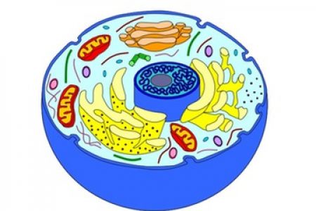 450x300 Animal Cell Close Up Diagram Animal Cell Clipart 450 392jpeg