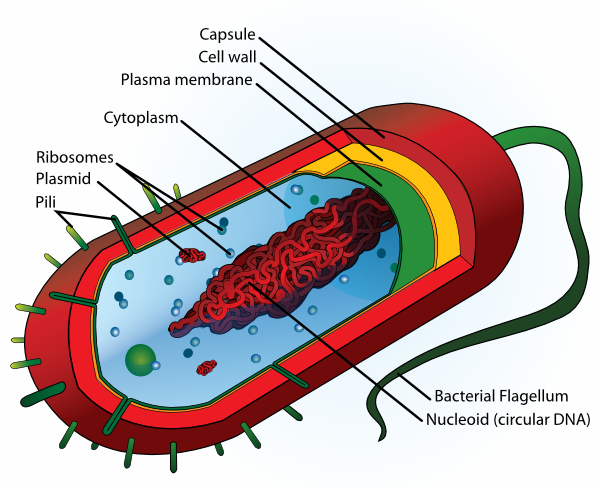 600x488 Animal Cell Unlabeled