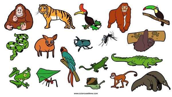600x338 Animal Clipart Forest Rain