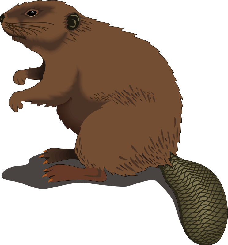 744x800 Beaver Clip Art Royalty Free Animal Images Animal Clipart Org