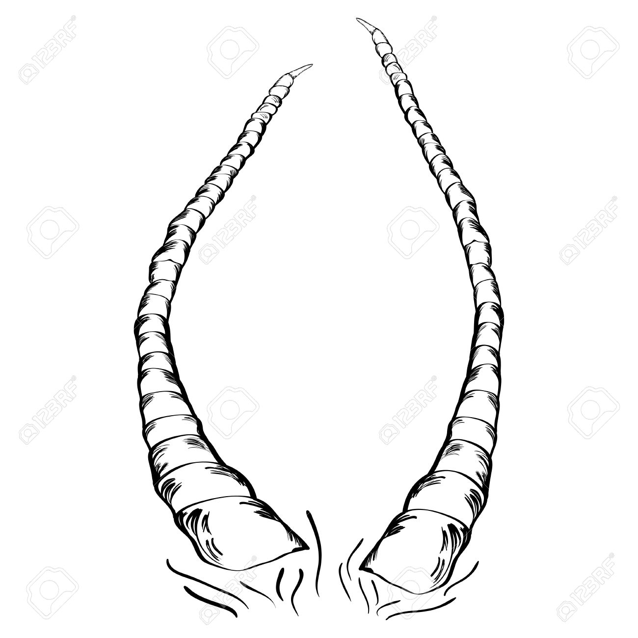 1300x1300 Antler Clipart Animal Horn