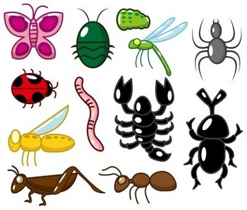 360x305 Animal Kingdom Clipart Invertebrate