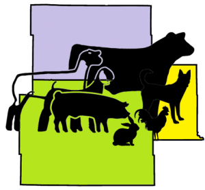 300x277 Tri County Animal Science Day 4 H In Otter Tail