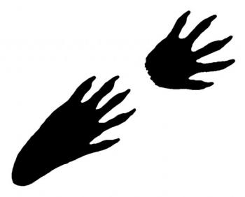 350x282 Racoon Clipart Footprint