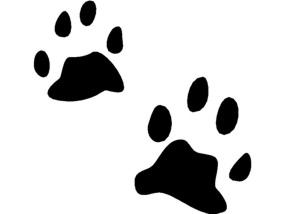285x214 Animal Tracks Clipart
