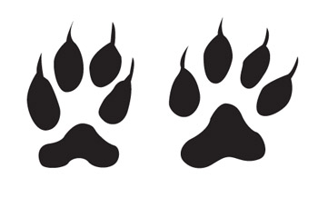 350x218 Tracking Animal Footprints In Winter With Wild Earth, New Paltz