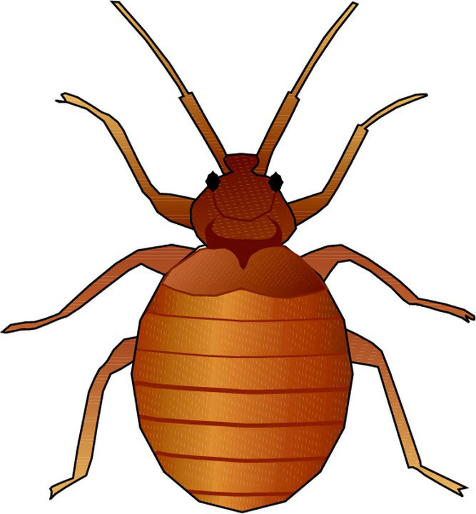 667x720 Animated Insect Clipart