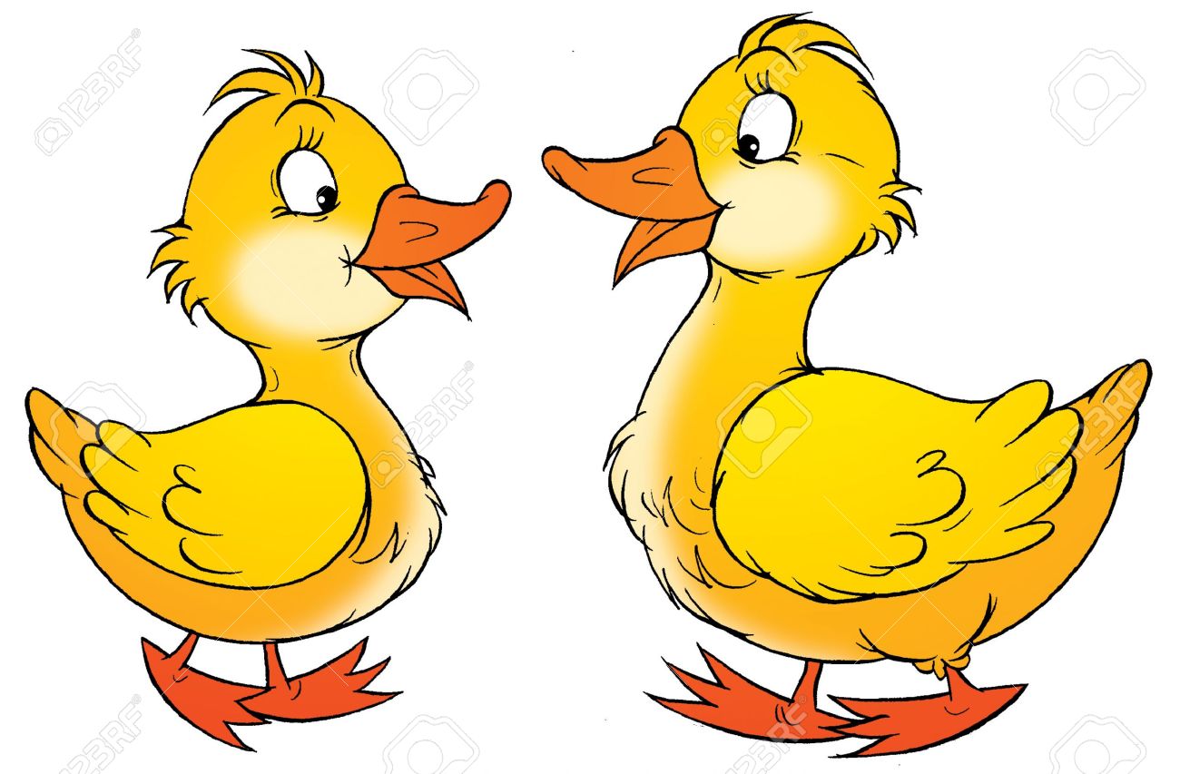 1300x853 Drawn Duck Animated