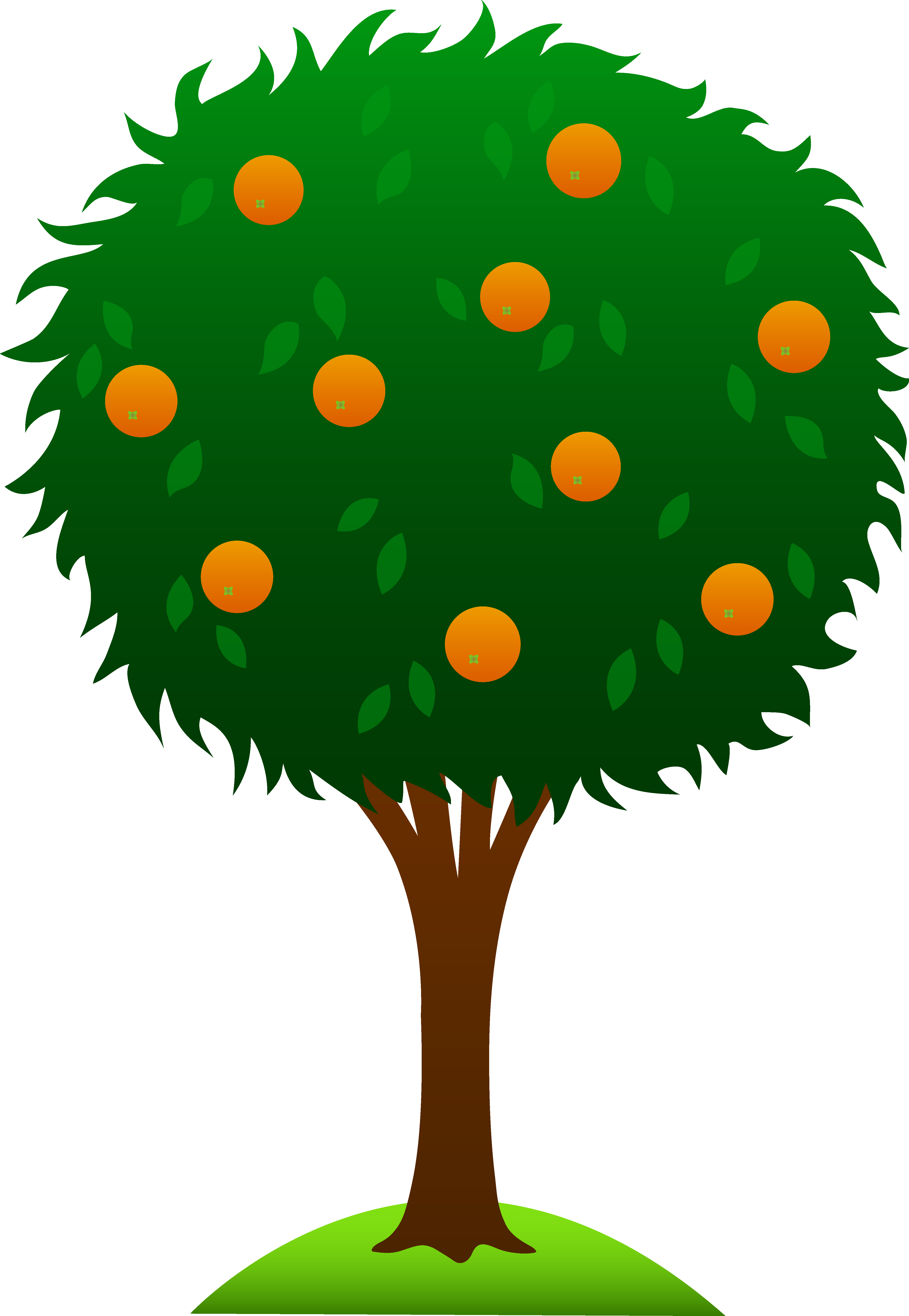 4497x6508 Sweet Orange Tree