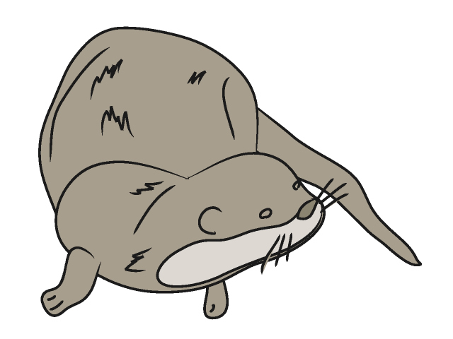 640x480 Best Otter Clipart