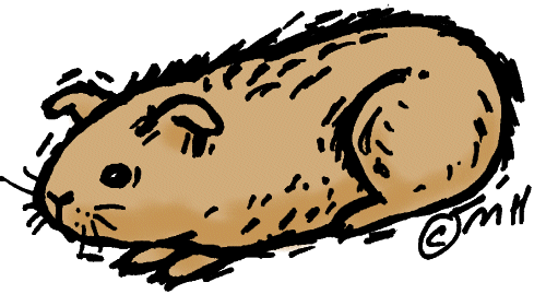 500x269 Guinea Pig Animated Clip Art Clipart