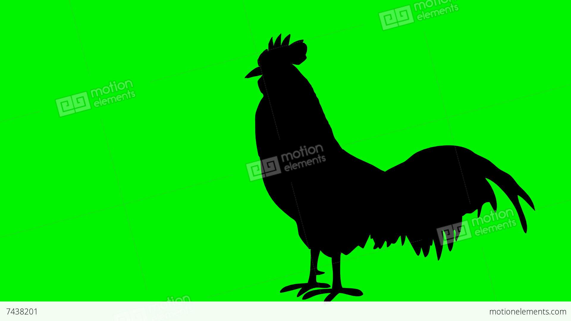 1920x1080 Black Shaped Animated Rooster Singing Stock Animation 7438201