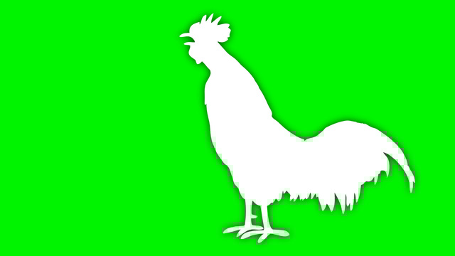 640x360 Animated White Profile Singing Rooster With Shadow Stock Animation