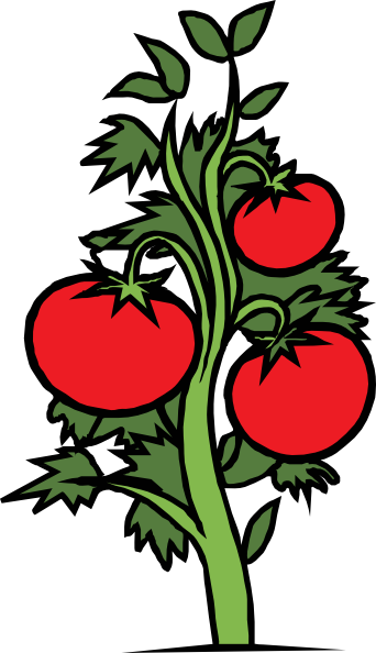 342x594 Cherry Tomato Clipart Animated