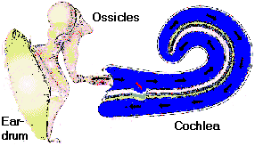 286x164 How The Ear Works.
