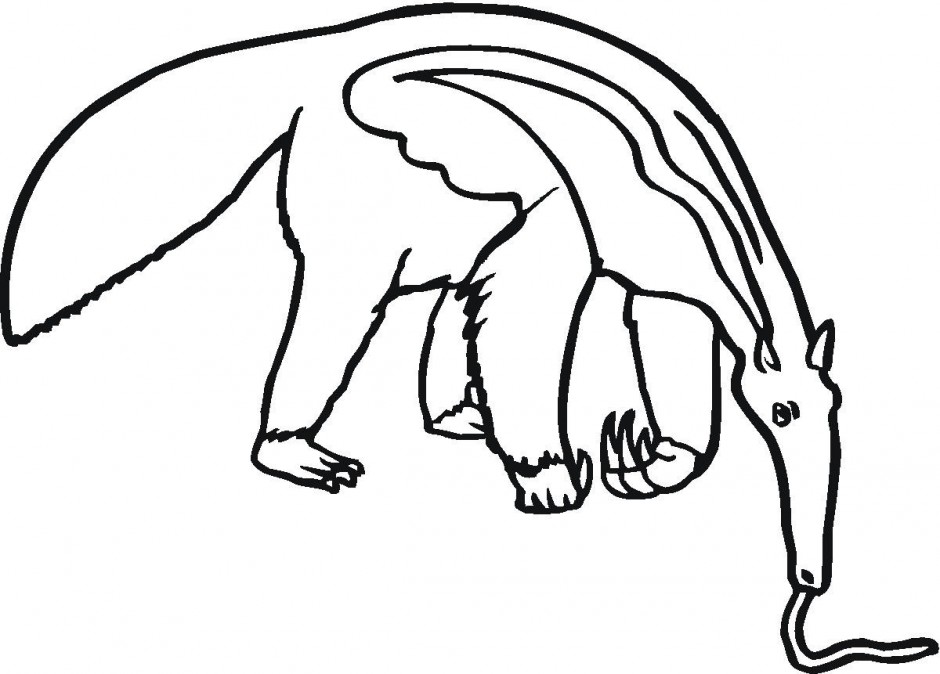 940x674 Anteater Clipart Ant Clipart