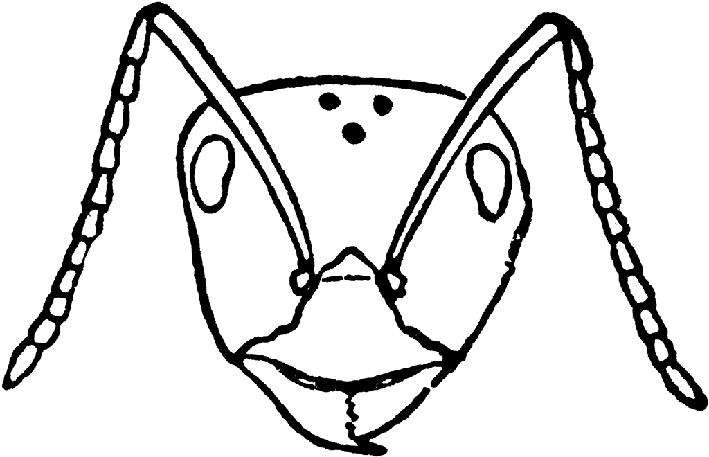 1024x660 Head Ant Clipart, Explore Pictures