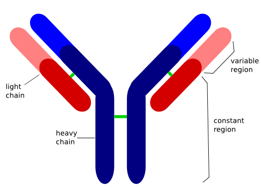 Antibody Clipart | Free download on ClipArtMag