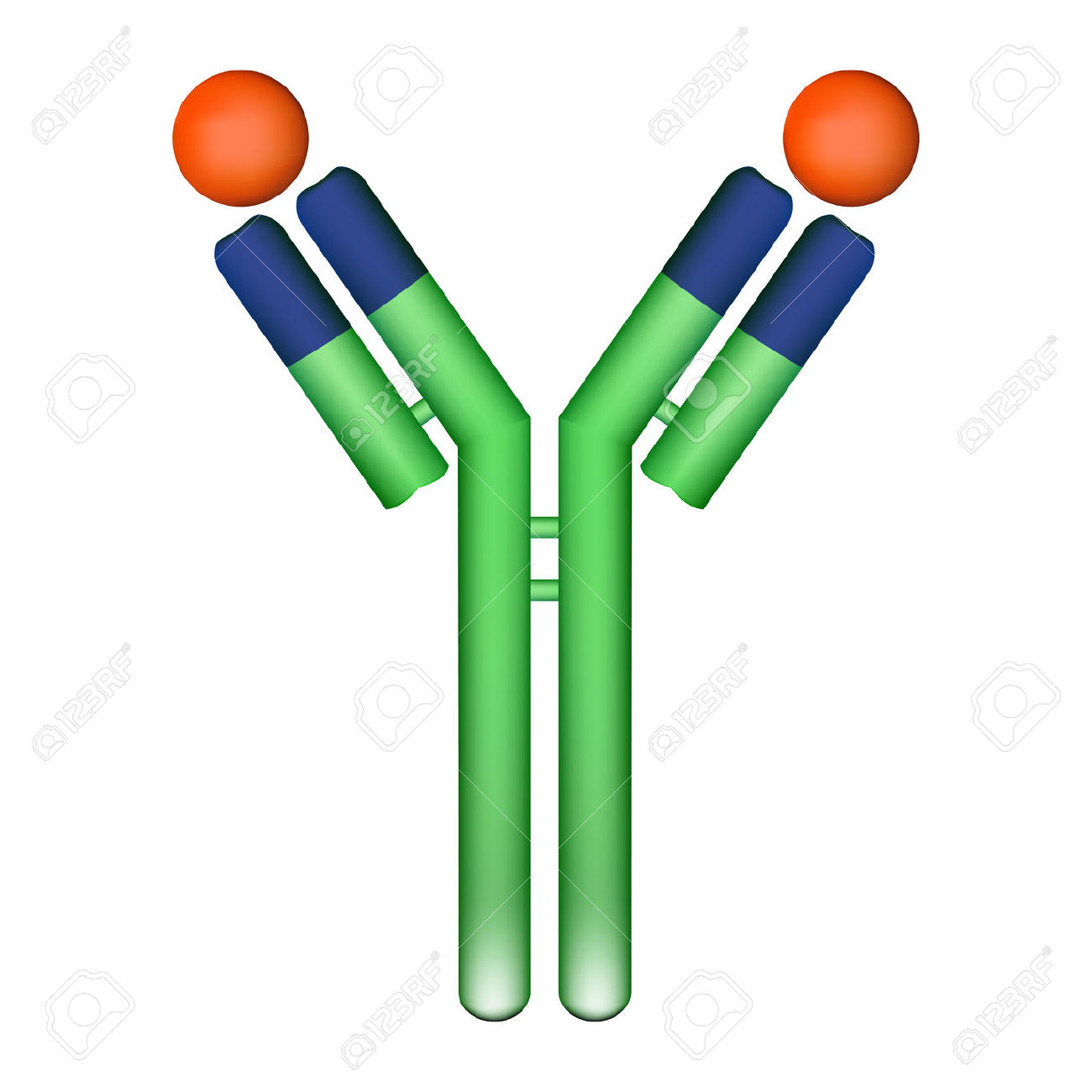 1300x1300 Antibody Clipart Free