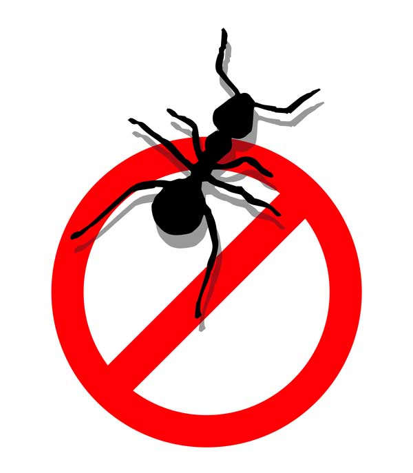 600x687 Ants Clipart Pest