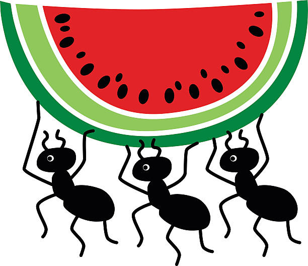 612x528 Ants Clipart Watermelon
