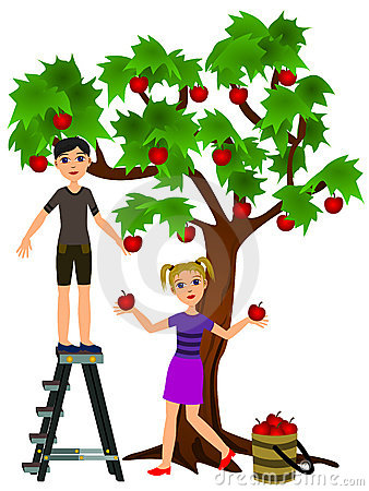 338x450 Harvest Clipart Apple Picking