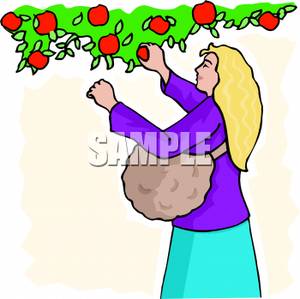 300x299 Woman Picking Apples From A Tree Clipart Image