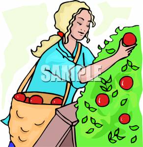 Apple Picking Clipart | Free download on ClipArtMag