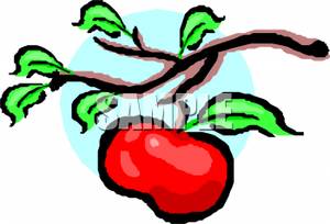 300x204 Red Apple On A Tree Branch Clipart Image