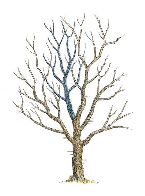 499x675 How To Prune An Apple Tree