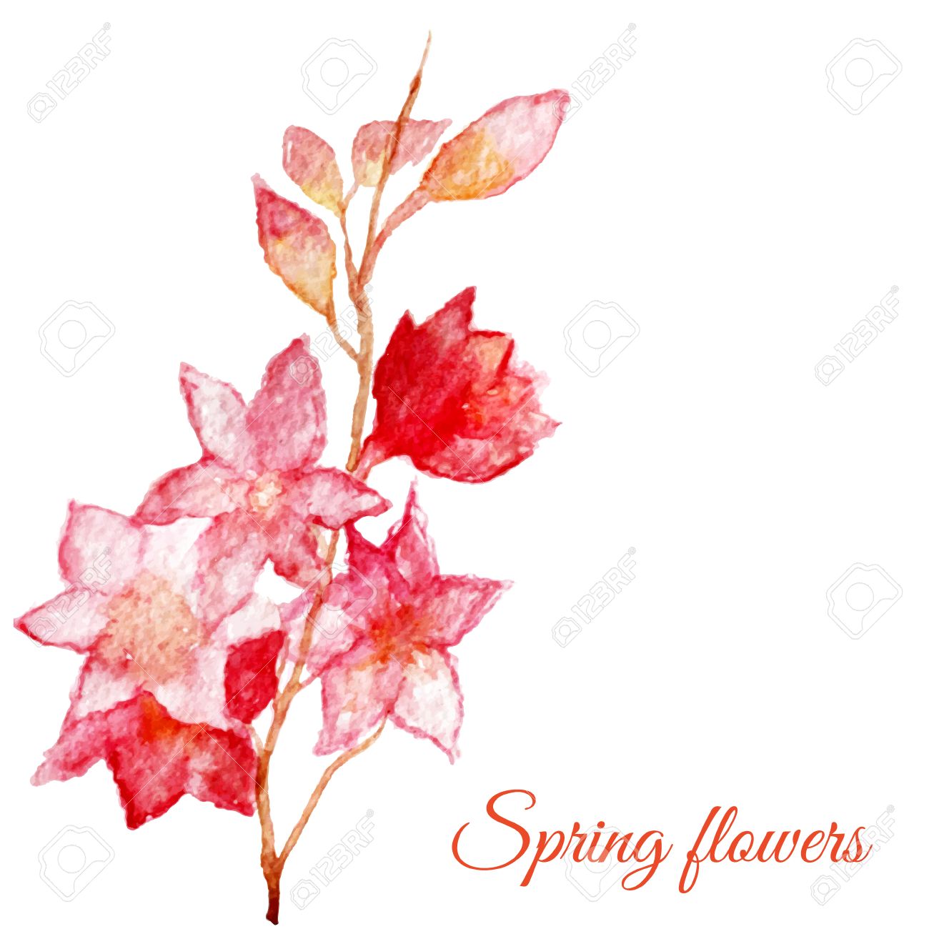 1300x1300 Vector Pink Apple Tree, Cherry Flower. Watercolor Hand Painted