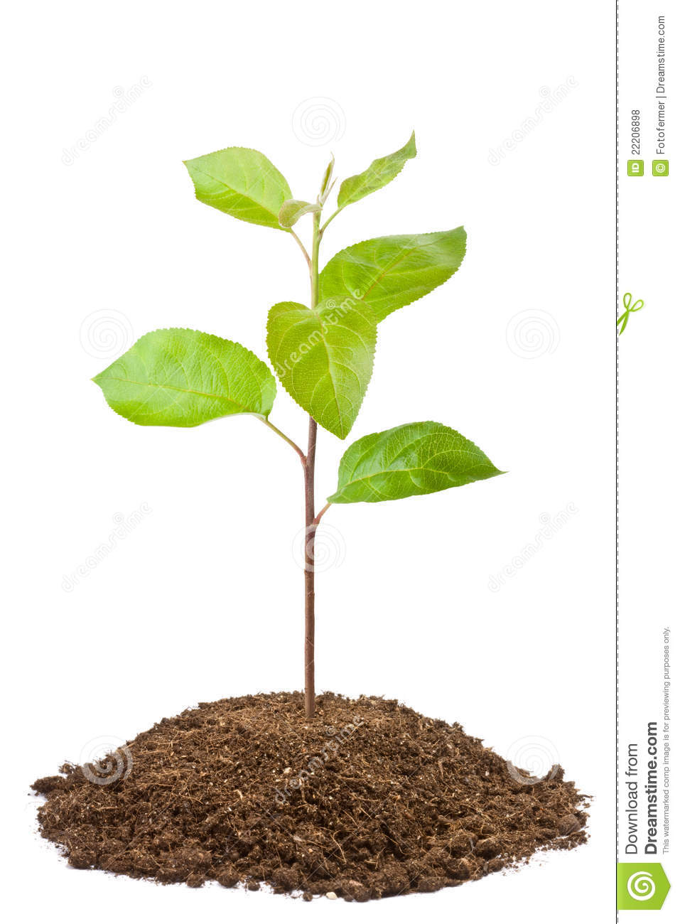 957x1300 Apple Tree Seedling Clipart